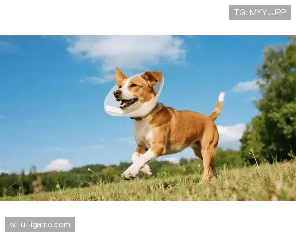 拉菲尼亚训练完顺手买了辆限量超跑，说是为了配他家狗的项圈